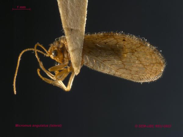 Photo of Micromus angulatus by Spencer Entomological Museum